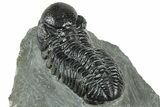 Detailed Morocops Trilobite - Preserved Eye Facets #322267-5